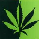 A következő kép nem jeleníthető meg, mert hibákat tartalmaz: „https://www.koloknet.hu/files/427_cannabis_cikkbe.jpg”.