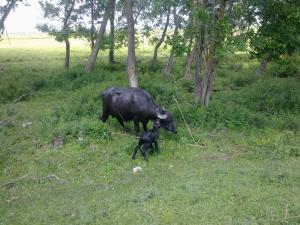 Kis-Balaton, Kápolnapusztai bivalyrezervátum
